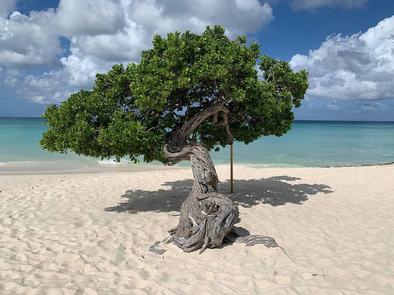 Leben auf Aruba - Baum am Strand Leben auf Aruba - Baum am Strand