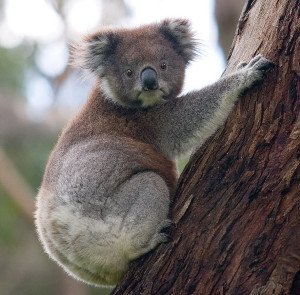 Australien Koala