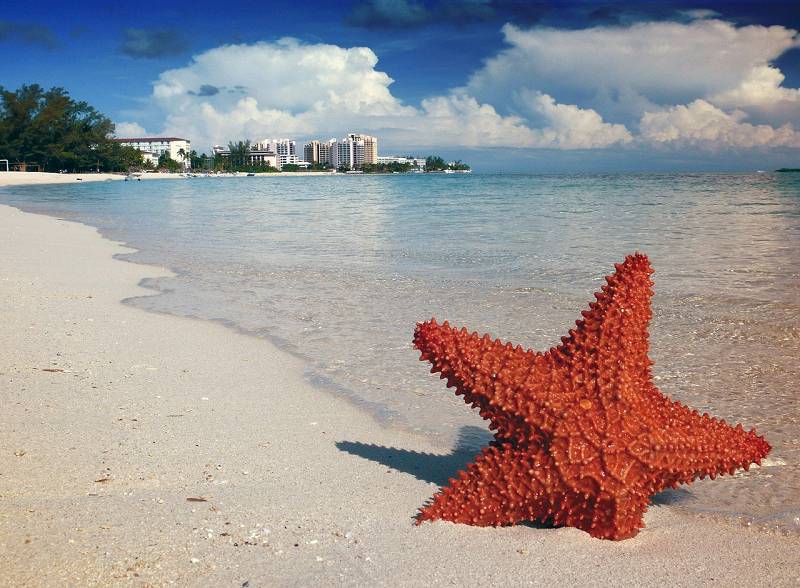 Strand mit Seestern auf den Bahamas