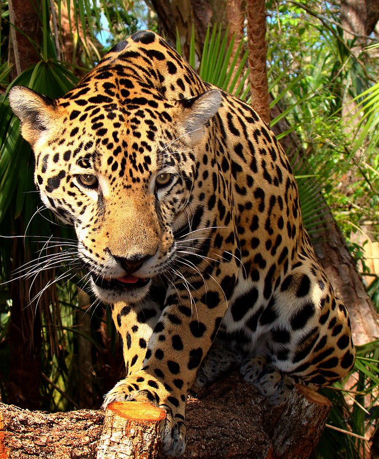 Belize-Zoo-Jaguar