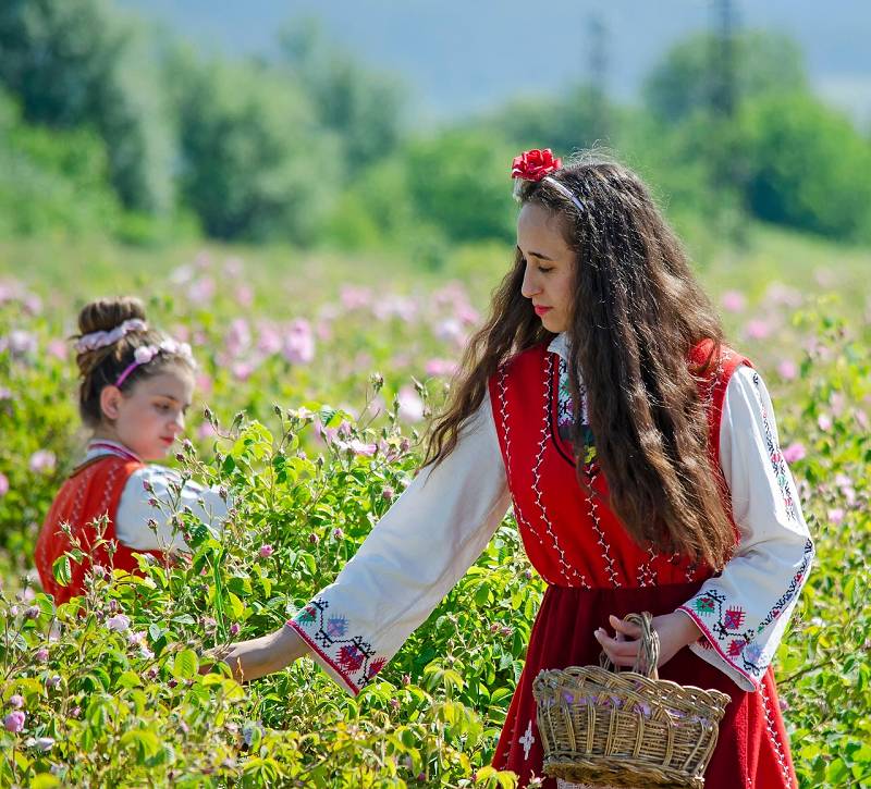 Rosen pflücken Rosen pflücken