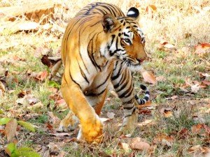 Indien Bengal Tiger