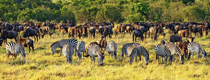 Kenia, Zebras in freier Natur Kenia, Zebras in freier Natur