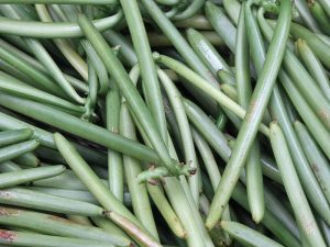 Vanille Anbau auf La Réunion