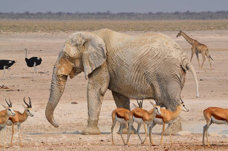 Ruhestand in Namibia - Etosha Nationalpark