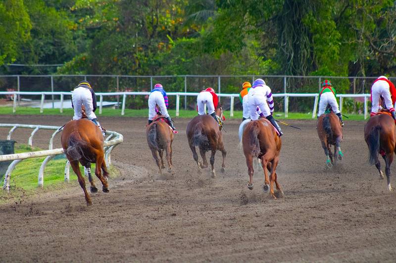 Pferderennen Pferderennen