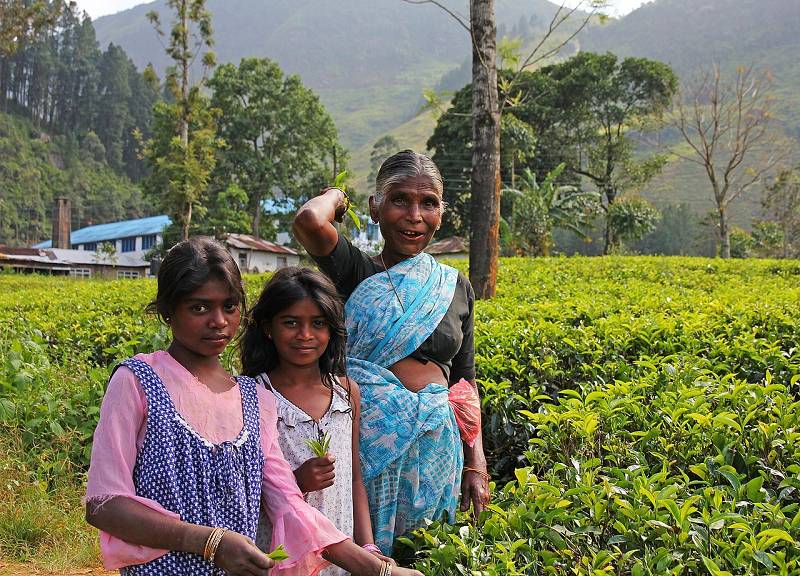 Auf einer der unzähligen Tee Plantagen (Ceylon Tea)