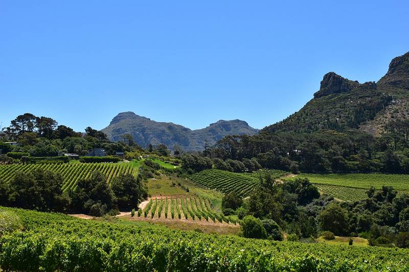 Lebensabend in Südafrika - Weinberg in Constantia
