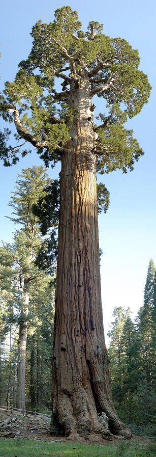 Kings Canyon NP - General Grant tree