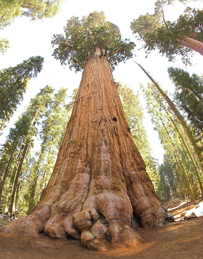 USA Yosemite Nationalpark - Riesenmammutbaum