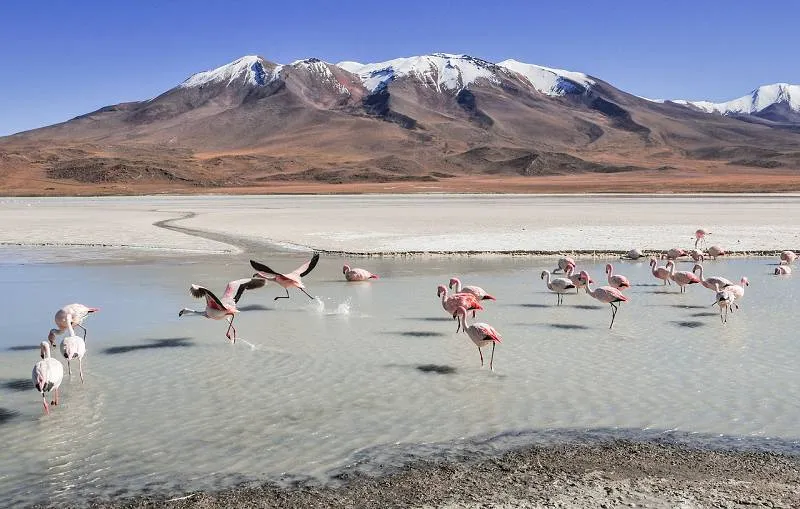 Bolivien, Landschaft, Flamingos Bolivien, Landschaft, Flamingos