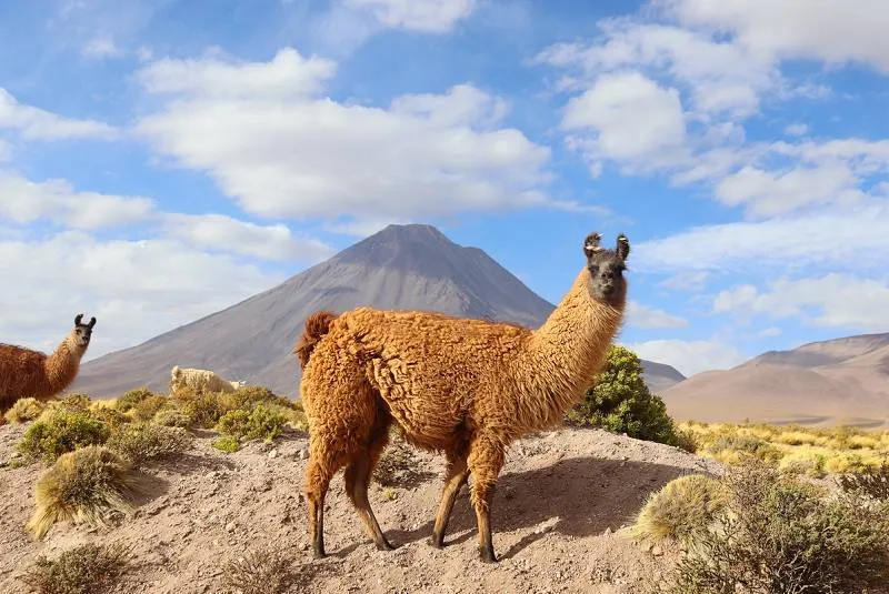 Unverwechselbares Chile Unverwechselbares Chile