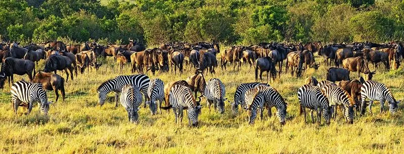 Kenia, Zebras in freier Natur Kenia, Zebras in freier Natur