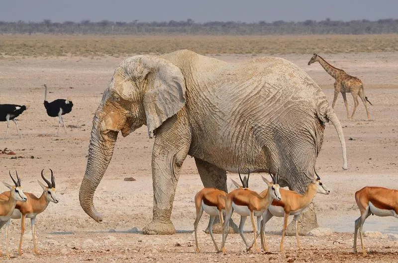 Namibia, Etosha Nationalpark Namibia, Etosha Nationalpark